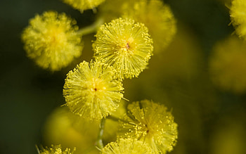 Macro, Bright, Color, Stem, Stalk, Mimosa HD wallpaper