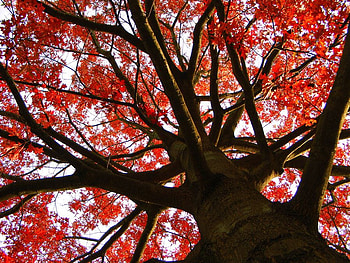 Red_Leaves_Tree, leaves, , red, beautiful, tree HD wallpaper