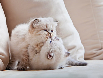 Funny game, sweet, white, sofa, kitties, fun, cats, cute, fluffy, play, kittens, playing, game, adorable HD wallpaper