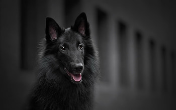 Belgian Shepherd, 20 , High-quality , backgrounds HD wallpaper