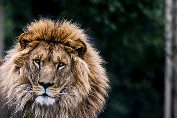 Animals, Lion, Predator, Big Cat, Wildlife, Animal HD wallpaper