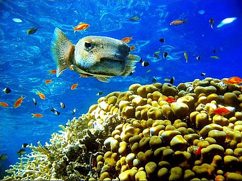 Tropical Majesty, blue, reef, coral, vibrant, underwater, fish HD wallpaper