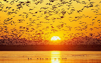 The Birds at Sunrise, seaguls, sand, sun, ocean, beach HD wallpaper