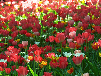 Flowers, Tulips, Greens, Flower Bed, Flowerbed, Disbanded, Loose, Spring HD wallpaper