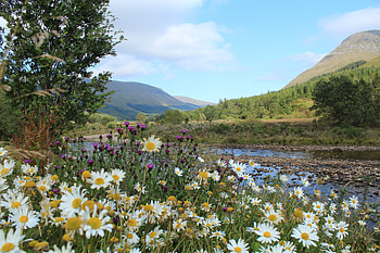 Nature, Rivers, Grass, Mountains, Camomile, Scotland HD wallpaper