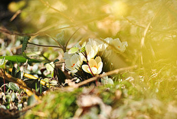Flowers, Spring, Crocuses HD wallpaper