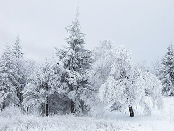magic winter in bulgarian mountains, bulgarka nature park, winter, white, magic, frozen, woods, snow, battle, liberation, forest, balkan planina HD wallpaper