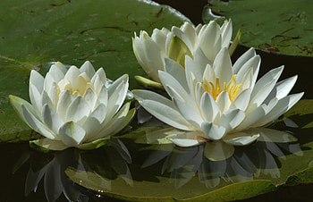 Water Lily, White, Flowers, Pond, Lilies HD wallpaper