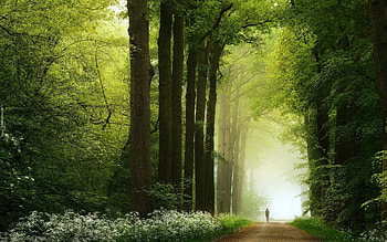 Misty Forest Path, mist, flowers, forest, path, spring HD wallpaper