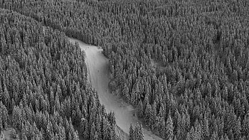 BW, winter, road, trees, nature HD wallpaper