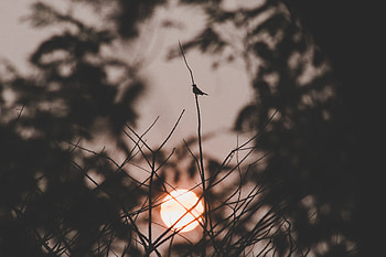 Nature, Sunset, Sun, Dark, Bird, Branches HD wallpaper