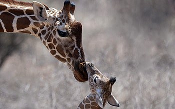 Animals, Young, Head, Care, Joey, Giraffe HD wallpaper