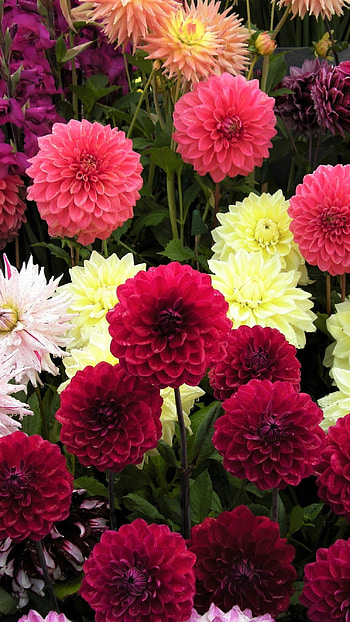 Dahlia, Flower HD phone wallpaper