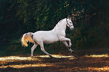 A graceful white horse galloping through a sunlit field, perfect for nature and animal graphy. HD wallpaper