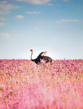 Animals, Ostrich, Flowers, Bird, Field HD phone wallpaper