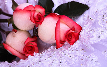 Plants, Flowers, Roses HD wallpaper