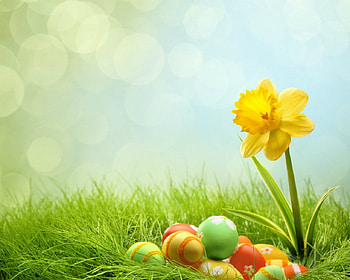 Easter time, grass, flowers, Easter, eggs HD wallpaper