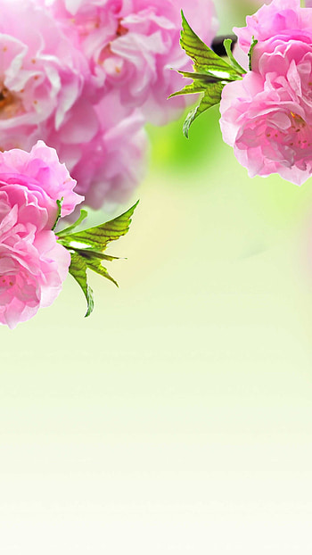 Spring Background, Adorable Pink Flowers HD phone wallpaper