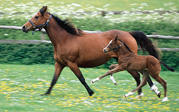 Animals, Horses HD wallpaper