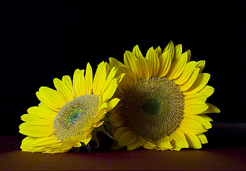 Sunflowers, yellow, flower, flowers, sunflower HD wallpaper