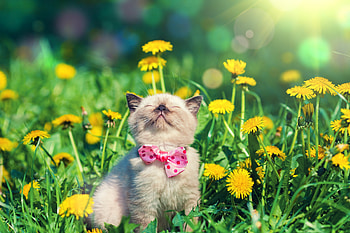Enjoying the spring, kitten, fun, kitty, dandelion, cute, spring, pet, adorable, bow, sweet, garden, cat, grass, fluffy, little, pretty, freshness, flowers, enjoy HD wallpaper