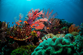Coral lifespan, Intriguing longevity, Nature's ancient wonders, Secrets of coral HD wallpaper