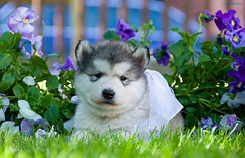 Husky, sweet, pay, dogs, puppies, cute, beautiful, beauty, playful, playful dog, puppy, dog face, pretty, animals, face, bubbles, lovely HD wallpaper
