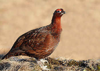 Animals, Bird, Color, Large, Partridge HD wallpaper