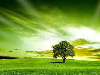 Green, rays, spring, nice, greenery, landscape, meadow, beautiful, grass, lonely, tree, summer, pretty, field, clouds, nature, sky, lovely HD wallpaper