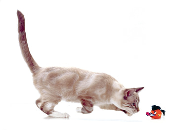 Funny, Animals, Cats HD wallpaper