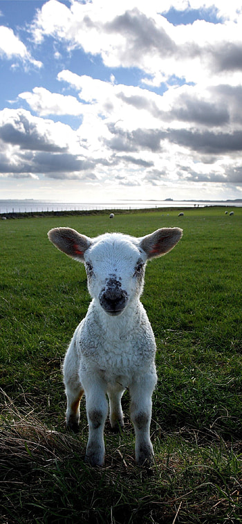Sheep-themed , Mobile background , Stylish sheep designs, customization HD phone wallpaper