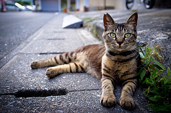 Animals, Grass, Cat, To Lie Down, Lie, Asphalt, Striped HD wallpaper