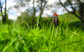 Nature, Grass, Macro, Insect, Bug, Beetle HD wallpaper
