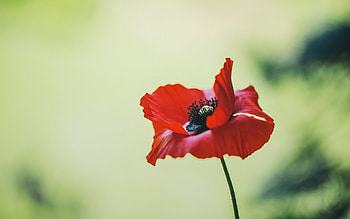 Single flower, Poppy Flowers HD wallpaper