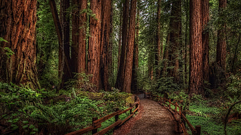 Redwood National Park, Cedar Trees HD wallpaper