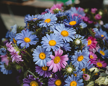 Flowers, Multicolored, Motley, Bouquet HD wallpaper