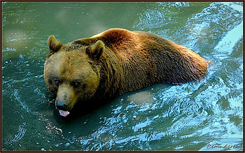refreshing, art , brown, bear, water, zoo, nice HD wallpaper