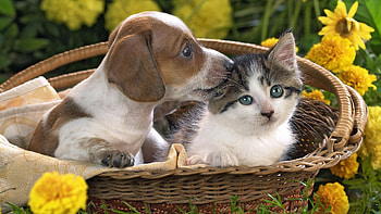 Animals, Cats, Dogs HD wallpaper