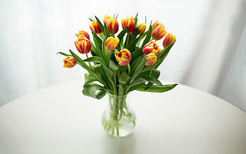 Bouquet of Tulips, vase, bouquet, orange, tulips, glass HD wallpaper