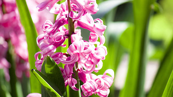 Light Pink Flower Green Leaves Blur Background graphy graphy HD wallpaper