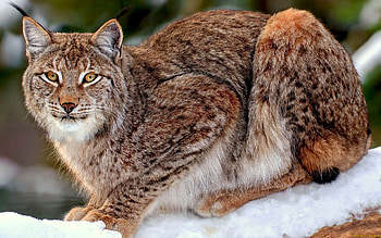 Red Lynx, , Background , Animals HD wallpaper
