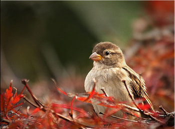 Sparrow, cute, , little HD wallpaper