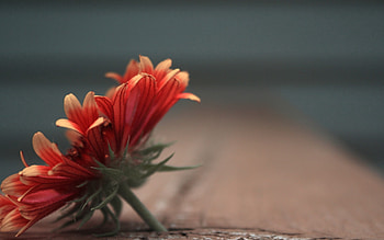 Flower, Macro, Petals, Branch, Color HD wallpaper