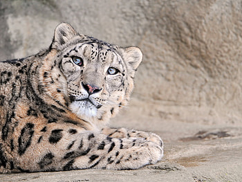 Snow Leopard, animal, sweet, feline, wildlife HD wallpaper