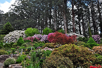 Nature, Flowers, Trees, Bush, Bloom, Flowering, Greens, Garden HD wallpaper