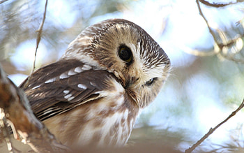 Animals, Owl, Bird, Muzzle, Predator HD wallpaper