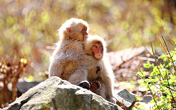 Animals, Monkeys, Rock, Couple, Pair, Stone, Care, Tenderness HD wallpaper