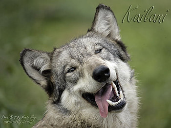 kailani looking silly, kailani, , silly, wolves HD wallpaper