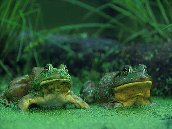 Two Frogs, frogs, sit, green, moss HD wallpaper