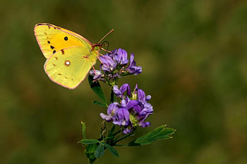 yellow butterfly, meadow, nature, flower HD wallpaper